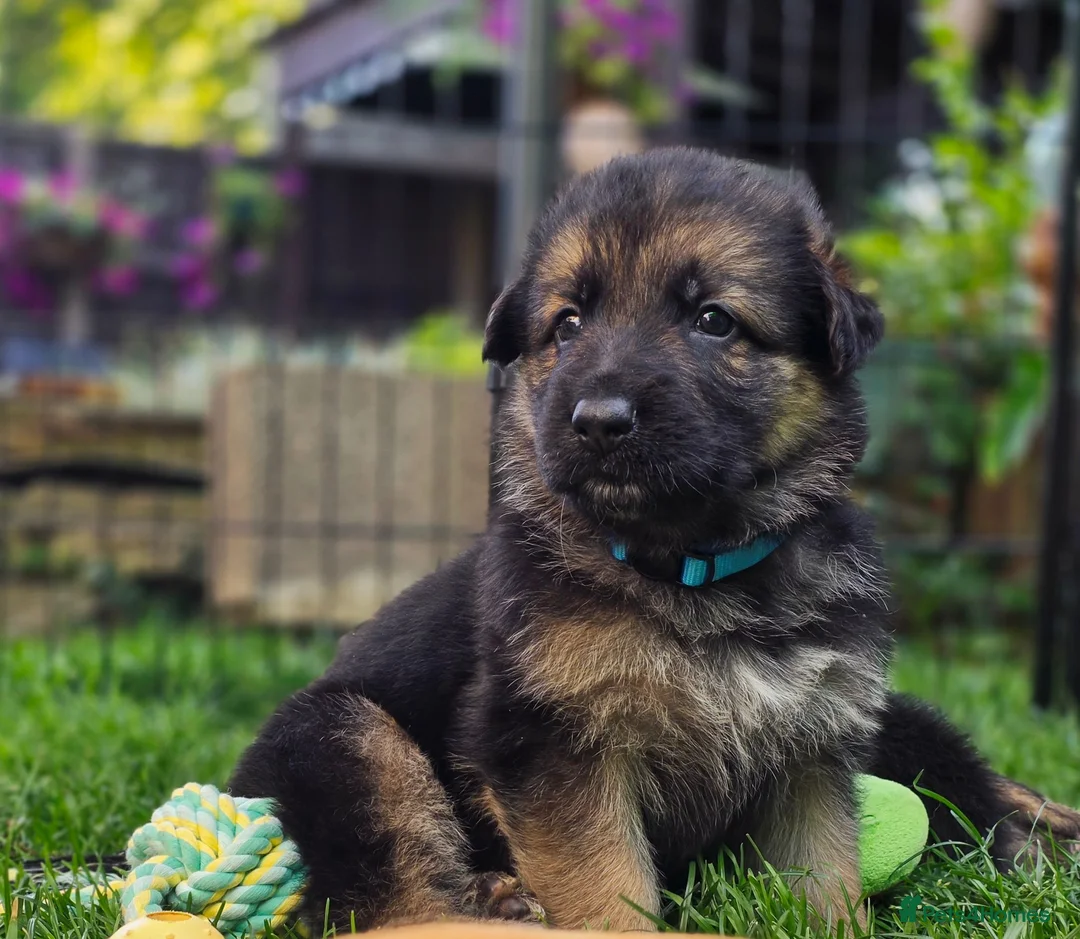German Shepherd dogs for sale: Beautiful German sheppard puppies - Advert 1