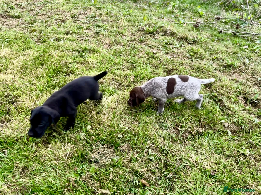 German Shorthaired Pointer dogs for sale: Bred For Temperament and work - Advert 1