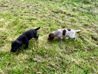 German Shorthaired Pointer dogs for sale: Bred For Temperament and work - Advert 1