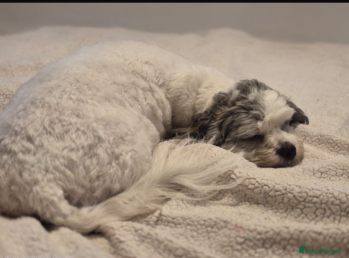 Shihpoo dogs Shihpoo puppies - Advert 3