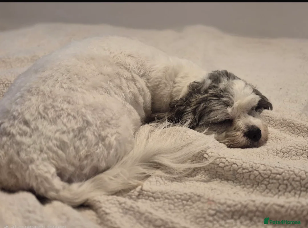 Shihpoo dogs for sale: Shihpoo puppies - Advert 1