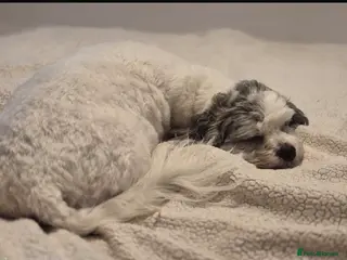 Shihpoo dogs Shihpoo puppies - Advert 3