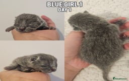 British Shorthair cats for sale: Blue British Shorthairs to reserve - Image 7