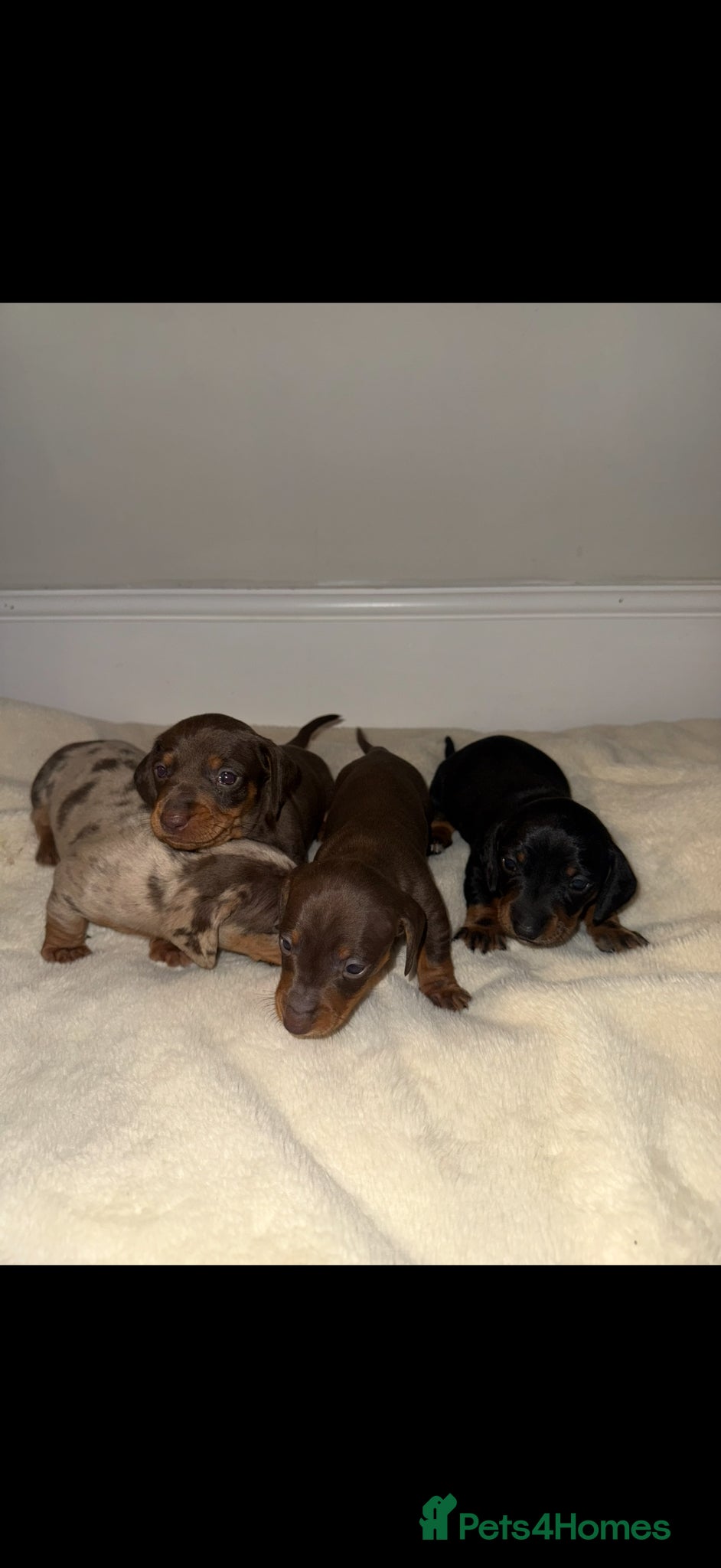 Dachshund dogs Miniature Dachshund Pups Available- Ready 3rd June - Advert 10