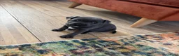 Staffordshire Bull Terrier dogs for sale: Blue Staffordshire Bull TErriers  in Swansea - Advert 5