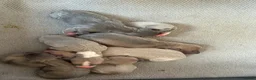 Mixed Breed dogs for sale: 3/4 Italian greyhound 1/4 whippet puppies  - Advert 6