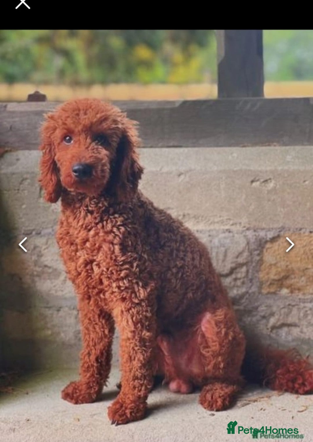 Mini Goldendoodle dogs F1 MINI GOLDENDOODLES  - Advert 2