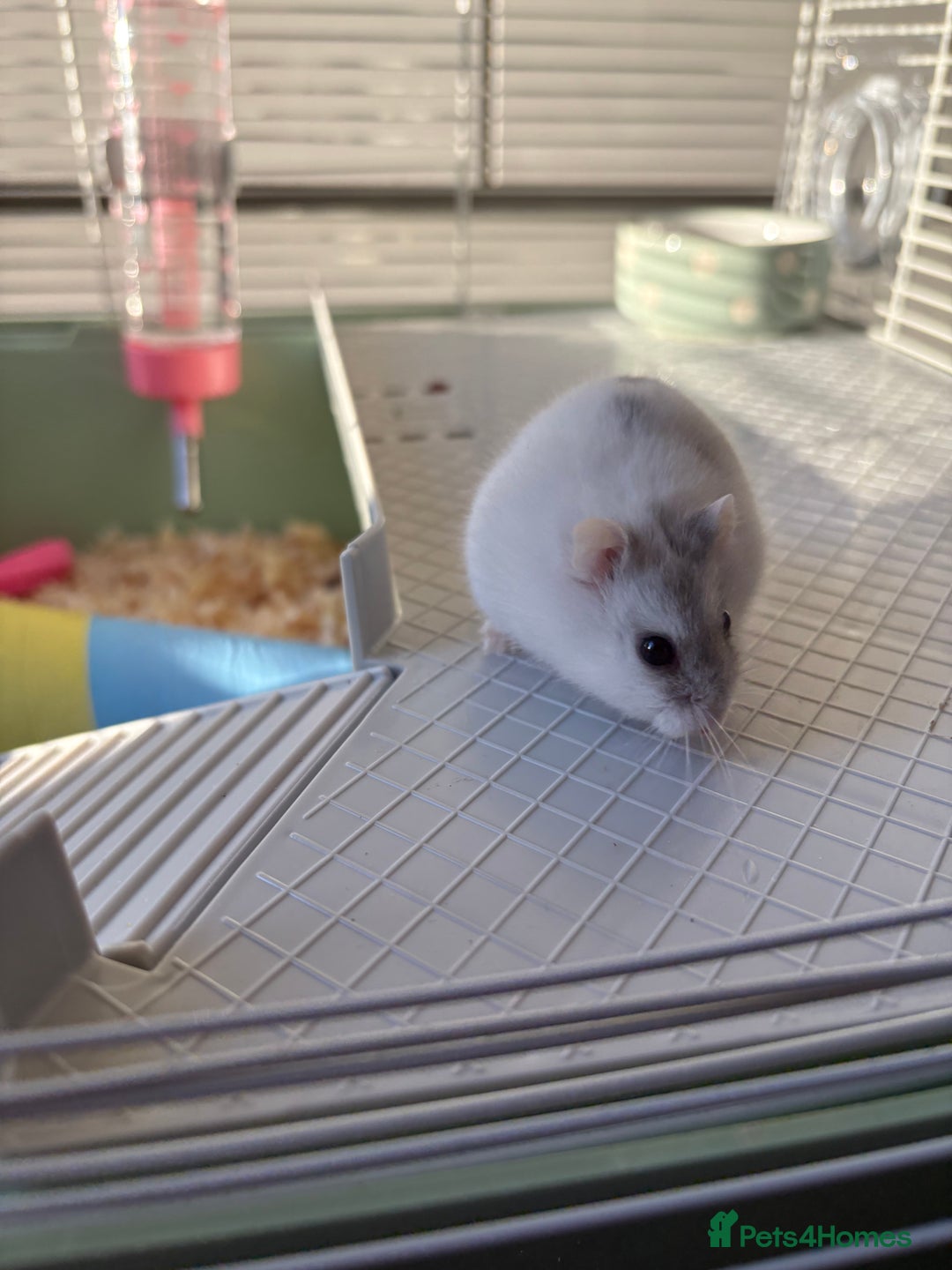 Hamster rodents for sale: Hamster Bean - Advert 9