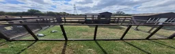 Rex rabbits for sale: Mini rex rabbits for sale - Advert 5
