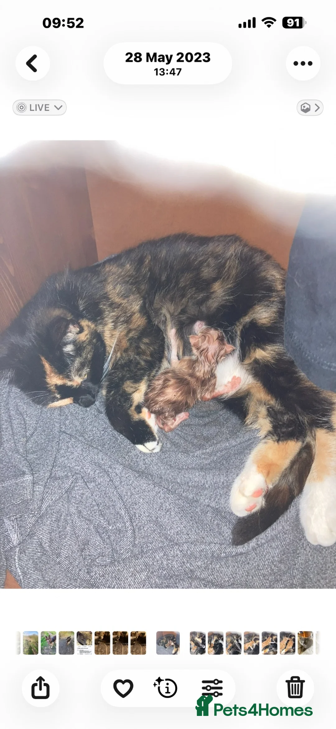 Persian cats for sale: Beautiful playful kittens Persian X  in Brighton - Advert 15