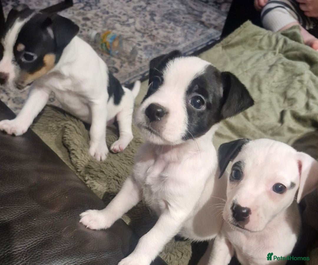 Jack Russell dogs for sale: 2 Adorable Jack Russell puppies  - Advert 2