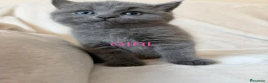 British Shorthair Kitten 1