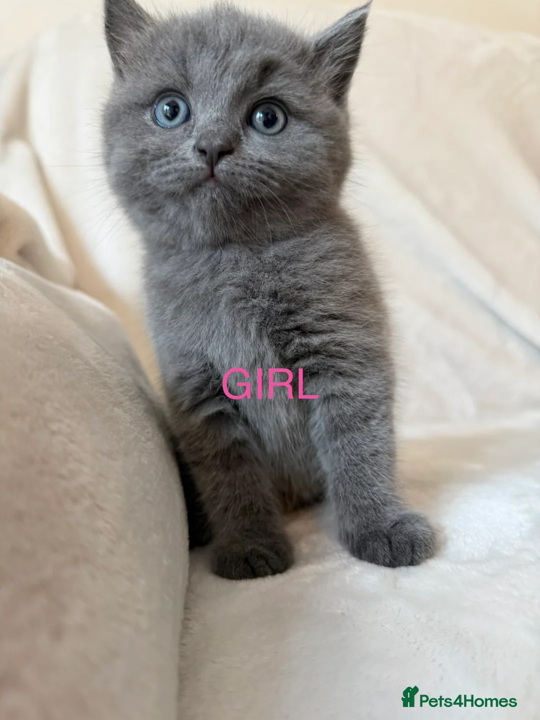 British Shorthair cats for sale: Pedigree bsh kittens  - Advert 7