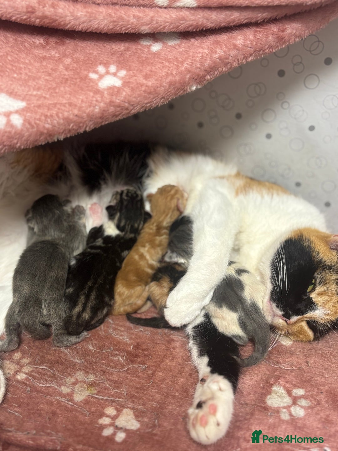 Mixed Breed cats for sale: 5 mixed kittens for sale! - Image 17