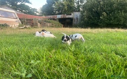 Sprocker dogs for sale: Sprocker puppies for sale   - Image 4