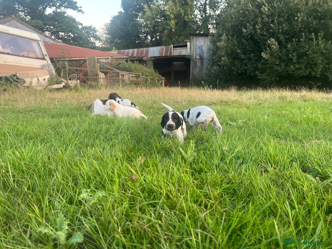 Sprocker dogs for sale: Sprocker puppies for sale   - Image 4