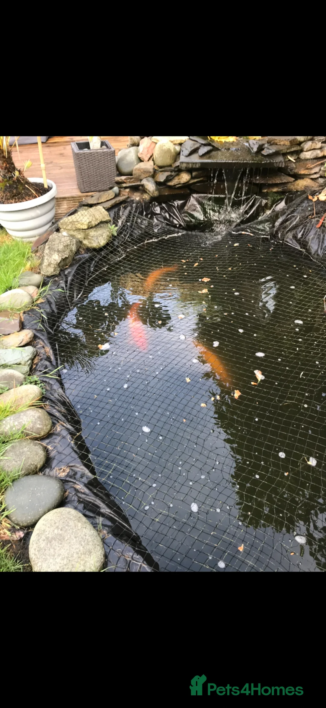 Koi Carp fish for sale: Japanese Koi Carp and 2 x Golden Orfe  in Birmingham - Advert 4
