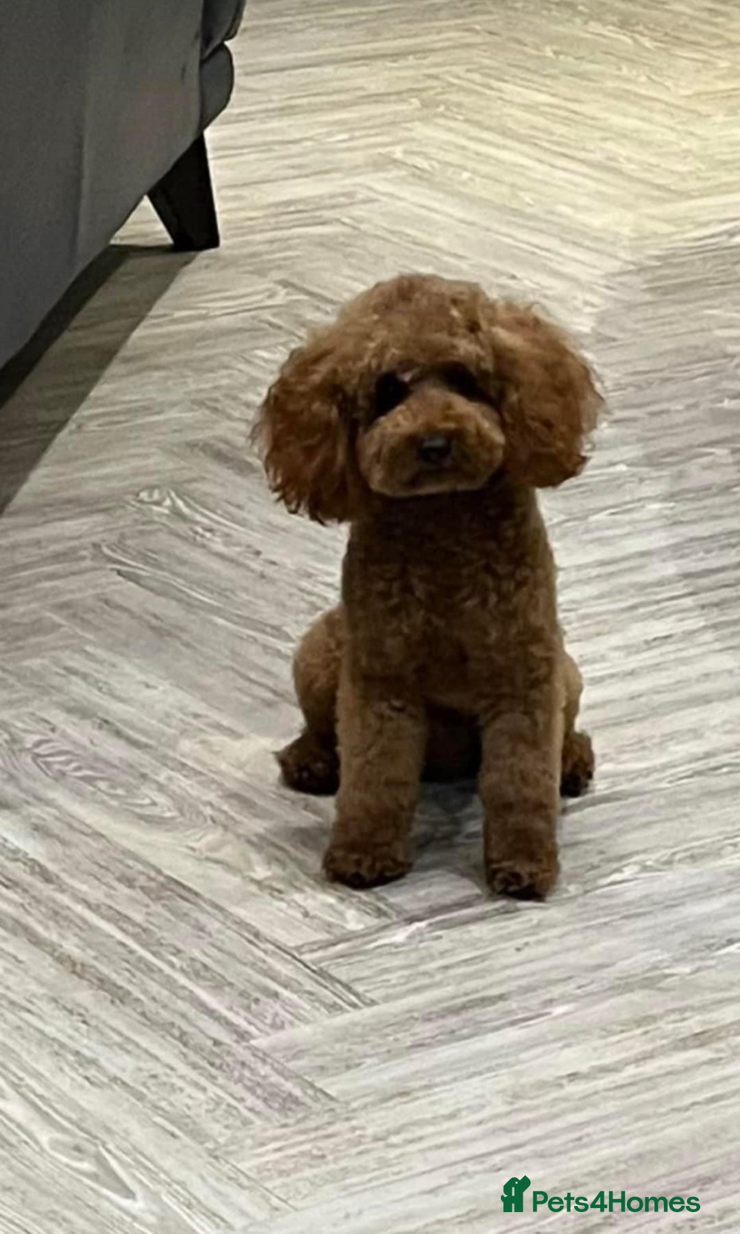 Cavapoo dogs for sale: Minature cavapoos - Advert 3