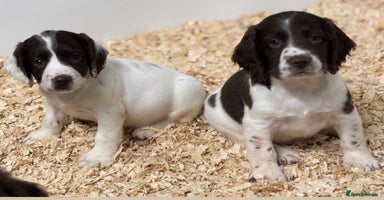 English Springer Spaniel dogs - Advert 7