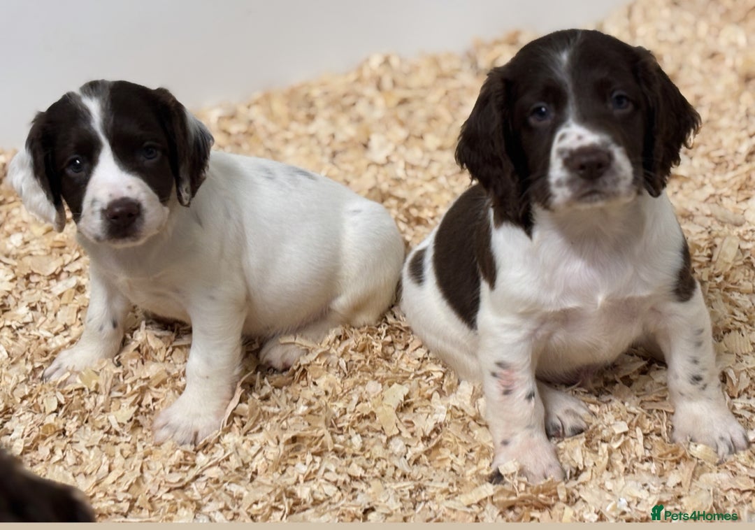 English Springer Spaniel dogs for sale: HEALTH TESTED liver & white springer spaniels  - Image 3