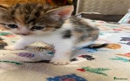 British Shorthair cats for sale: British shorthair kittens  - Image 12