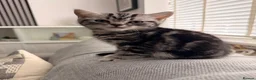 British Shorthair cats for sale: Silver Tabby British Shorthair  - Advert 4