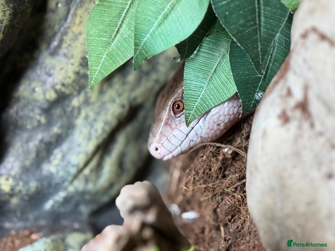 Skink reptiles for sale: Blue Tongue Skink with full set up  - Image 5