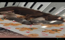 Dachshund dogs for sale: Short and long hair miniature dashund  - Image 29