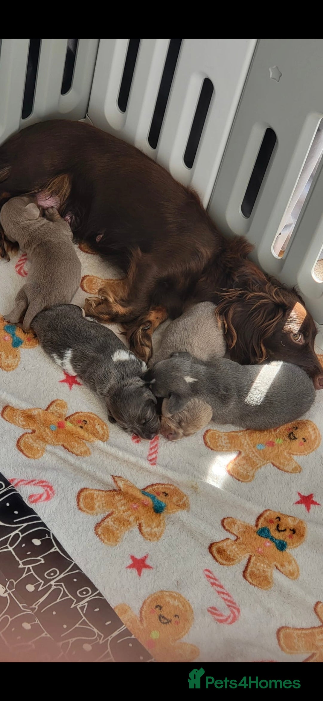 Dachshund dogs for sale: Short and long hair miniature dashund  - Image 29