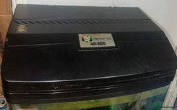 Goldfish fish for sale: 1 x plecos 1x goldfish  - Advert 5