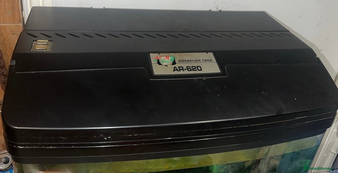 Goldfish fish for sale: 1 x plecos 1x goldfish  - Advert 5