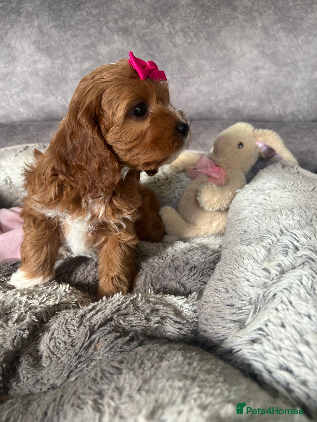 Cavapoo dogs for sale: Beautiful F1 Health Tested Red Cavapoo Puppies  - Image 5