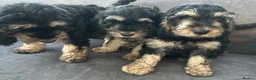 Cockapoo dogs for sale: One girl and one boy left, Ready  - Advert 5