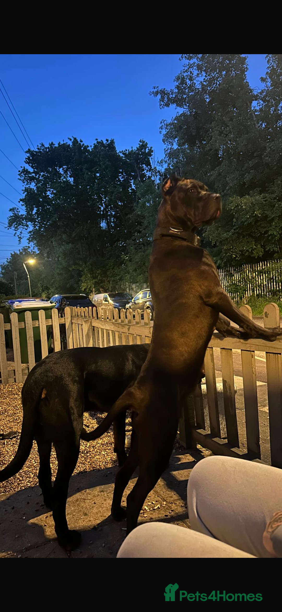 Bandog dogs for sale: 🐾 🌟 Premium multigen Bandogge Puppies🌟🐾 - Image 24