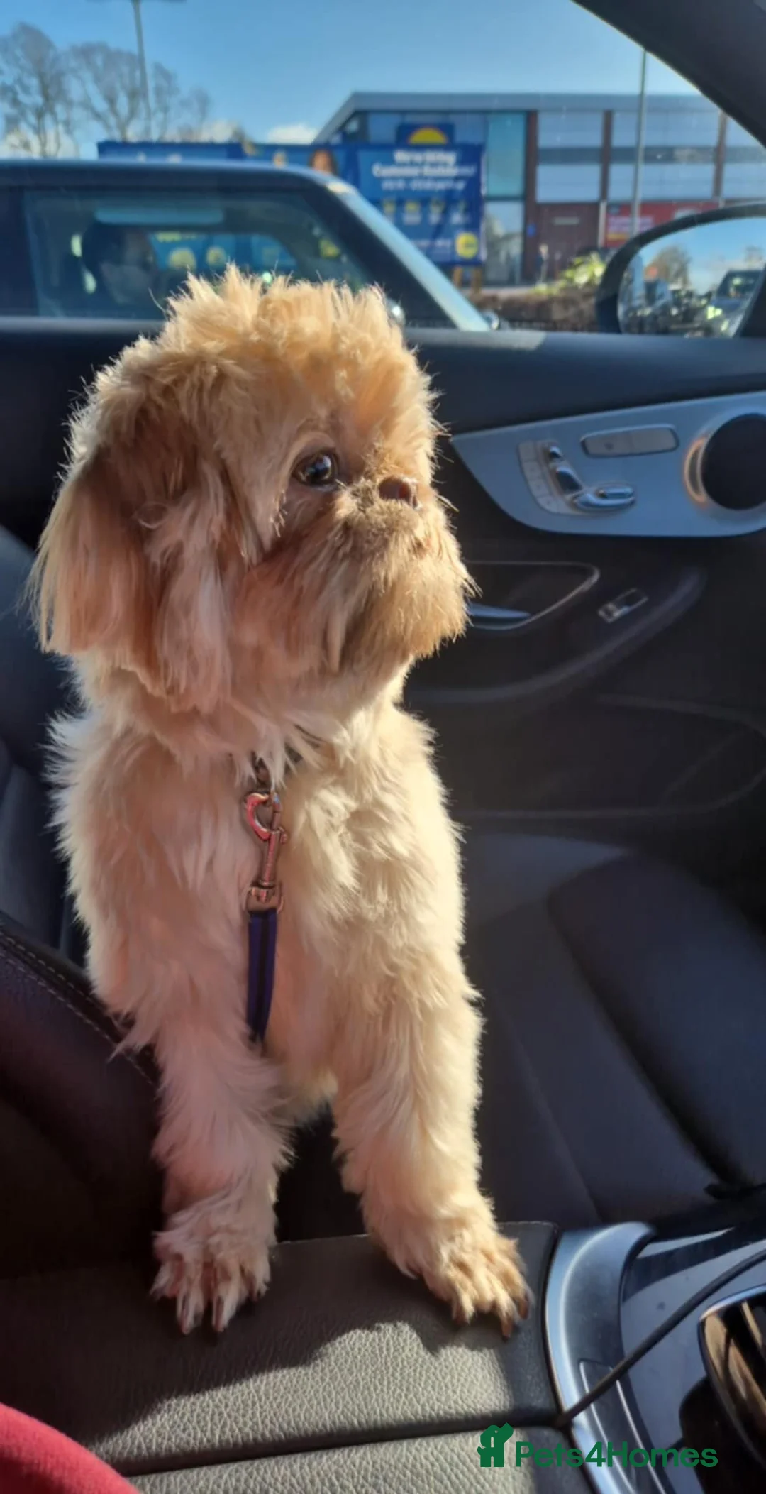 Shih Tzu dogs for sale: Beautiful Karashishi Imperial Shih Tzu Puppies  - Advert 6