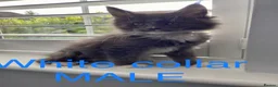 Maine Coon cats for sale: Bundles of fluff,  Maine Coon kittens  - Advert 20