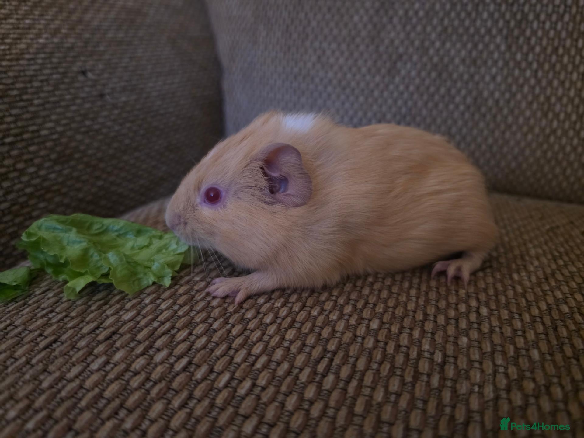 Mixed Breed rodents for sale: Boys ready 2 leave - Advert 1