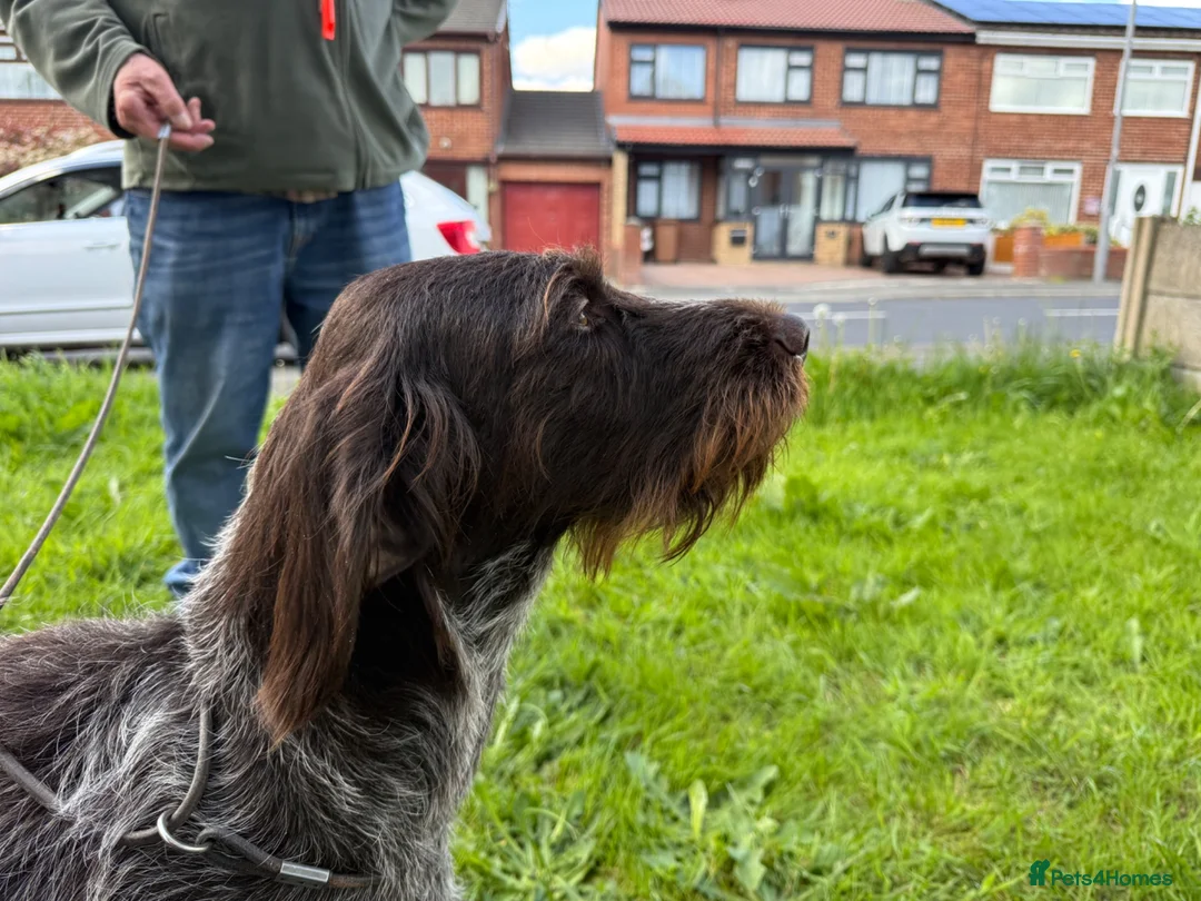 German Wirehaired Pointer dogs for sale: 2 year old GWP bitch in Saint Helens - Advert 6