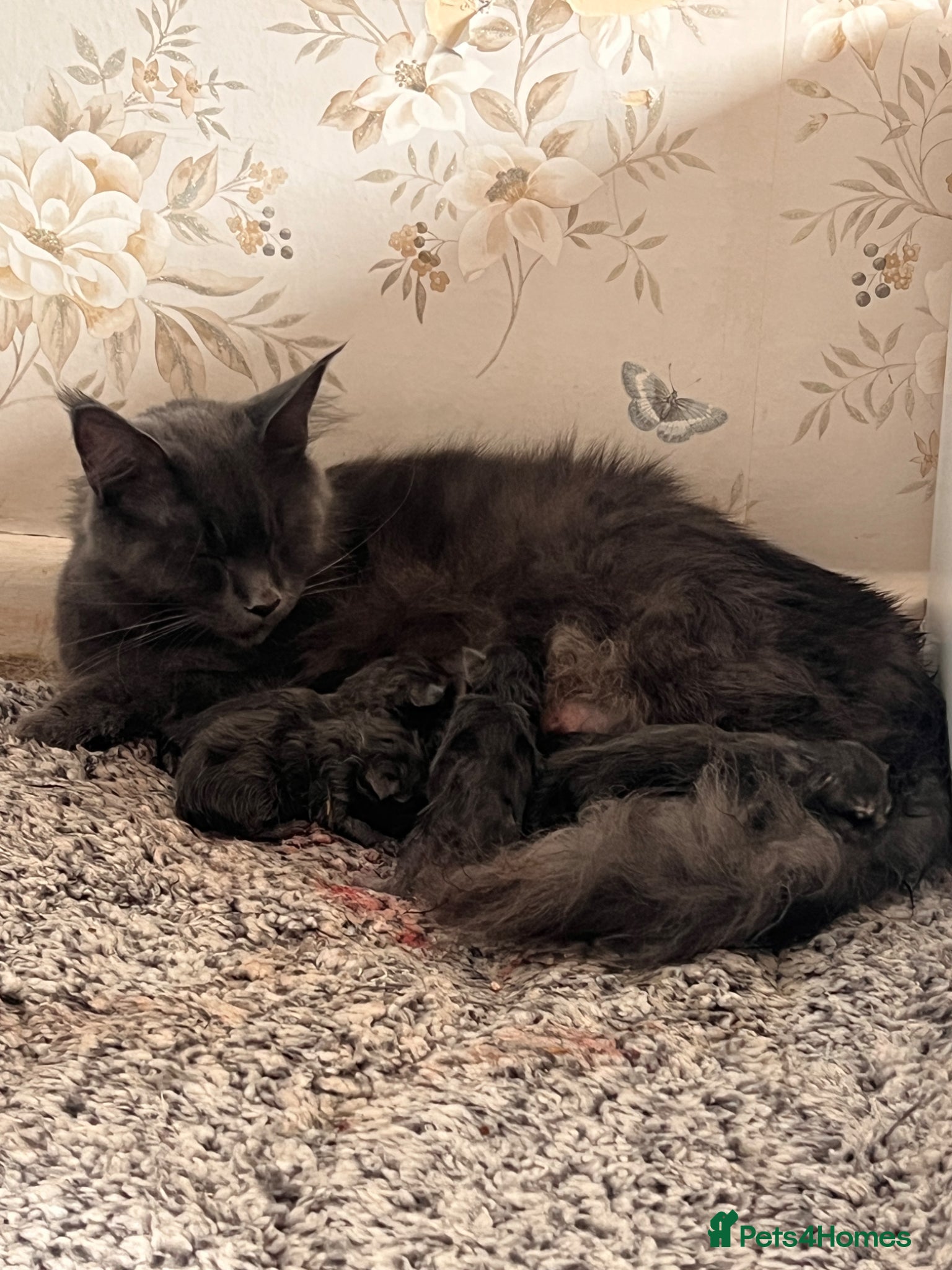 Maine Coon cats Maine coon kittens - Advert 1