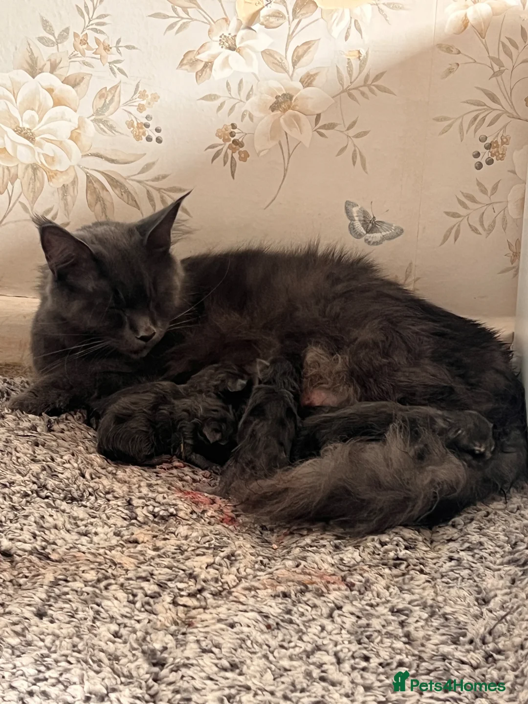 Maine Coon cats for sale: Maine coon kittens - Advert 1