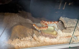 Corn Snake reptiles for sale: Corn snake + set up - Image 7