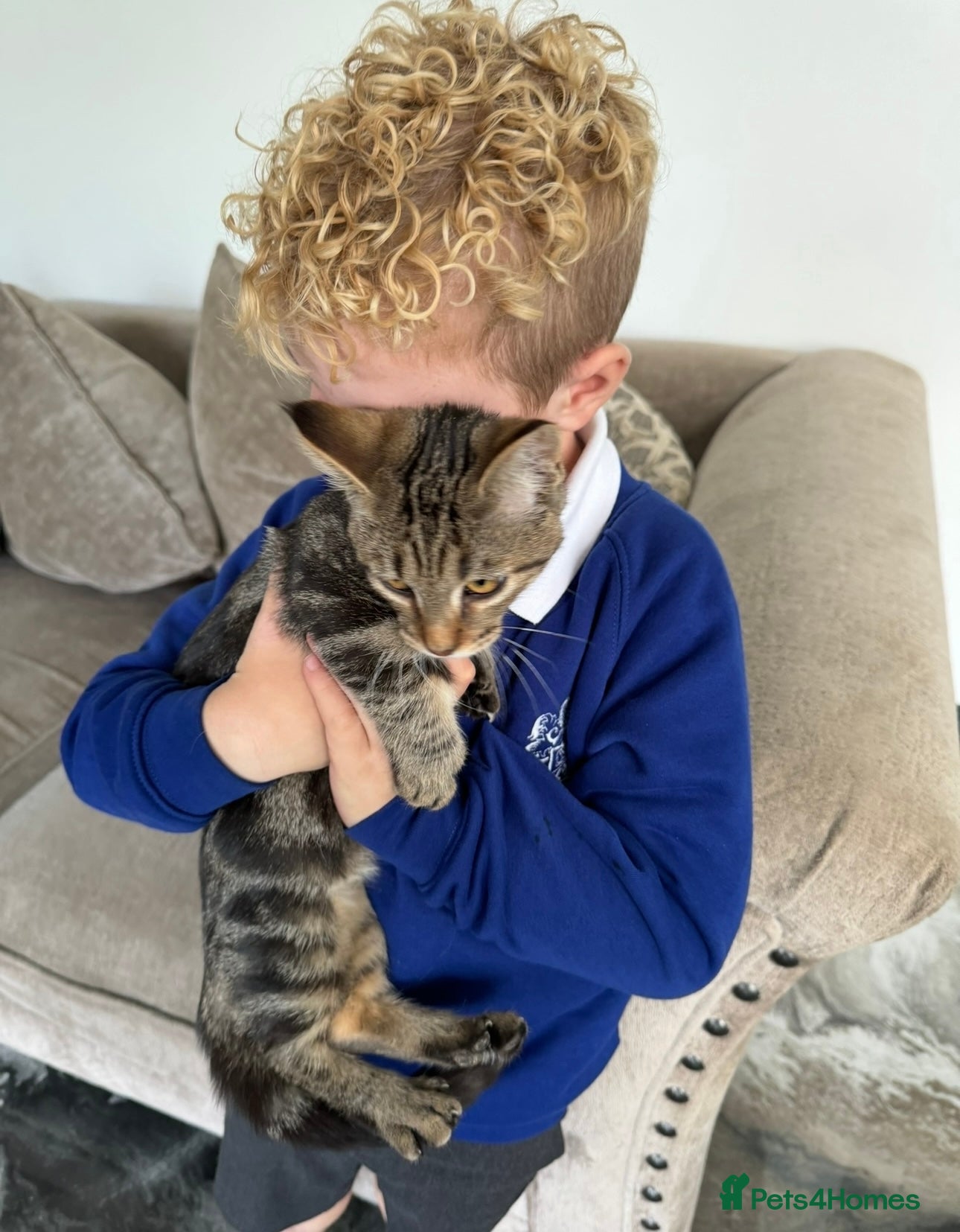 Munchkin cats Rehoming Munchkin Male Cat - Advert 7