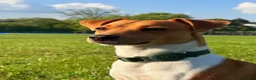 Jack Russell dogs for stud: Male  - Advert 3