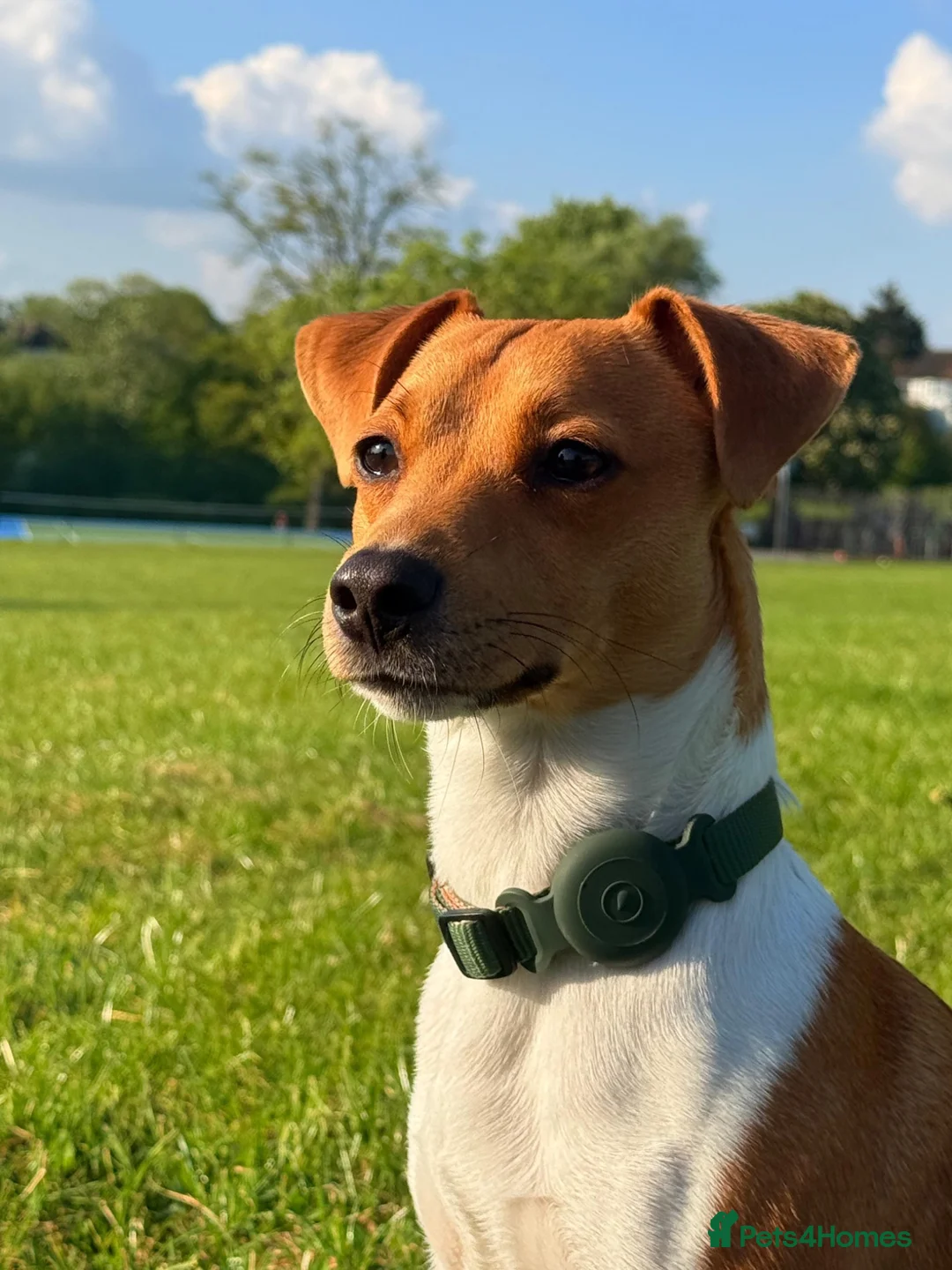 Jack Russell dogs for stud: Male  - Advert 3