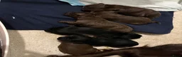 Cocker Spaniel dogs for sale: 6 beautiful Cocker spaniel puppies  - Advert 6