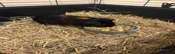 Guinea Pig rodents for sale: 4 x Guinea Pigs & Cage - Advert 4