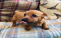Norfolk Terrier dogs for sale: Stubleywood 3/4 Norfolk puppies - Image 14