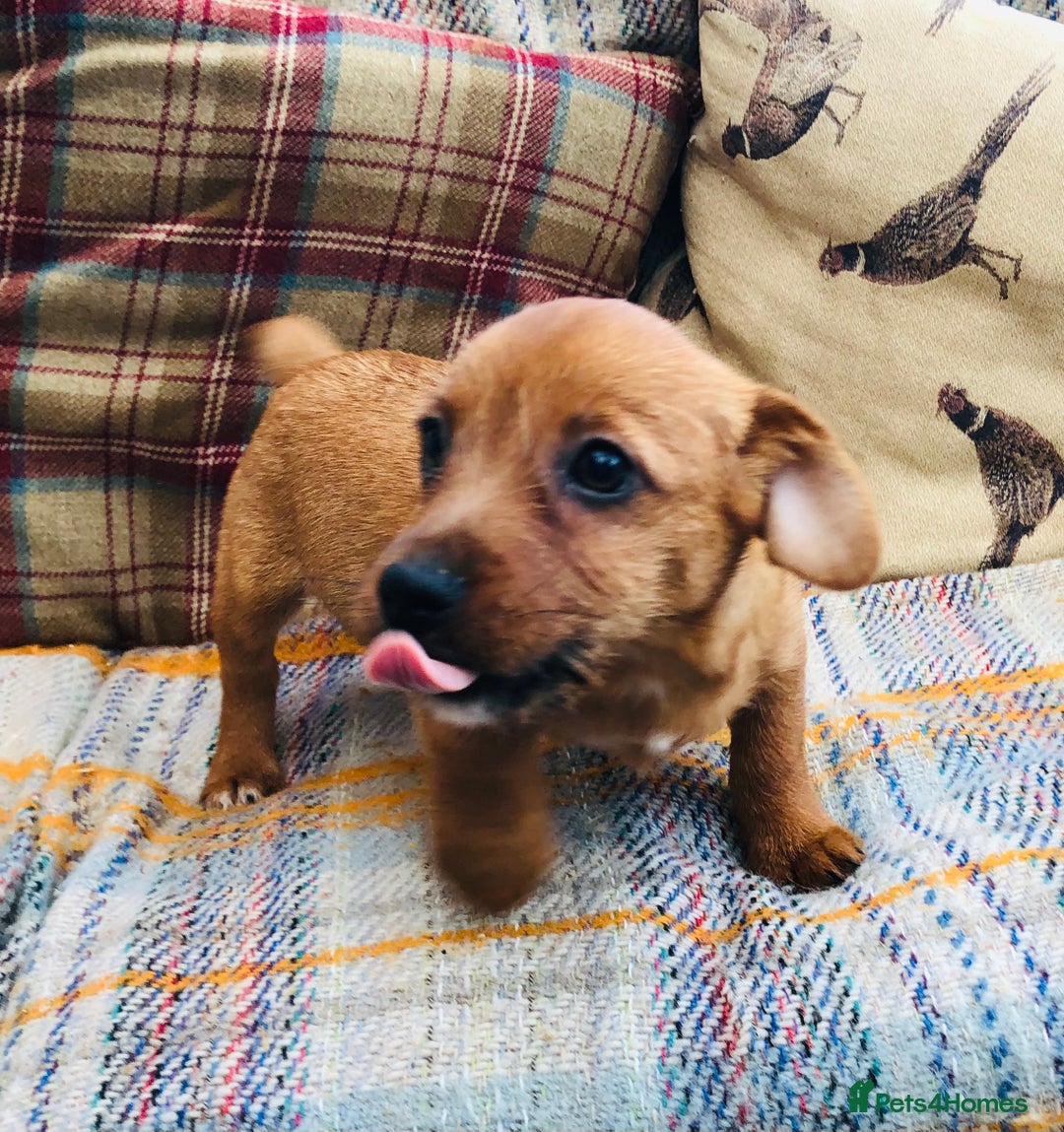 Norfolk Terrier dogs for sale: Stubleywood 3/4 Norfolk puppies - Image 14