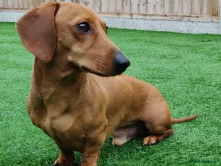 Miniature Dachshund dogs Miniature Shaded Red Dachshund for Stud PRA Clear in Faringdon - Advert 11