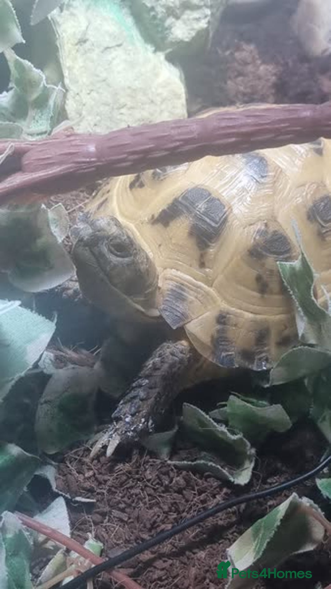 Tortoise reptiles for sale: Horsfield tortoise (Russian) - Advert 1
